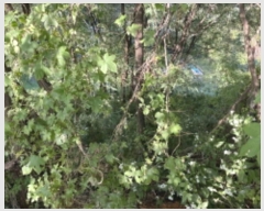  2024Ÿ6023   д籸 ߵ 573-1      (Ӿ)