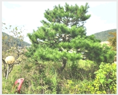  2024Ÿ��56622 ��� ���ֽ� ȸ���� 156-3       ����(������)���