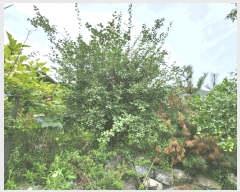  2024Ÿ��56622 ��� ���ֽ� ȸ���� 156-3       ����(������)���