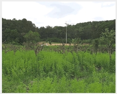  2024Ÿ��2949 ��� ���ֽ� ��Ÿ� �ϸ��� 255      ����(��1)���