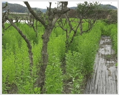  2024Ÿ��2949 ��� ���ֽ� ��Ÿ� �ϸ��� 255      ����(��1)���