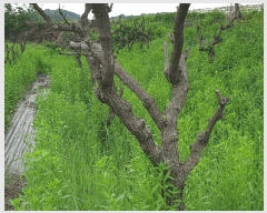  2024Ÿ��2949 ��� ���ֽ� ��Ÿ� �ϸ��� 255      ����(��1)���