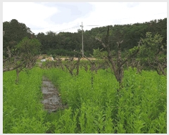  2024Ÿ��2949 ��� ���ֽ� ��Ÿ� �ϸ��� 255      ����(��1)���