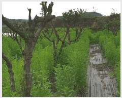  2024Ÿ��2949 ��� ���ֽ� ��Ÿ� �ϸ��� 255      ����(��1)���