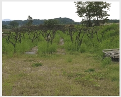  2024Ÿ��2949 ��� ���ֽ� ��Ÿ� �ϸ��� 255      ����(��1)���