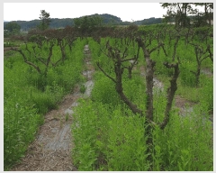  2024Ÿ��2949 ��� ���ֽ� ��Ÿ� �ϸ��� 255      ����(��1)���