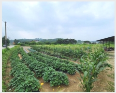  2024Ÿ3591    â븮 419-2      ()