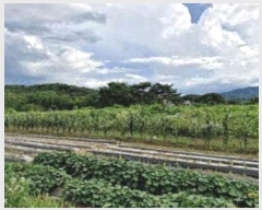  2024Ÿ3591    â븮 419-2      ()