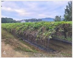  2024Ÿ��6811  ����