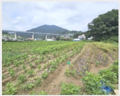  2024Ÿ��37181  ����