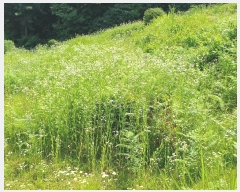  2024Ÿ��35642 ��� ���� �缭�� ��� ��54-6      ����(�Ӿ�)���