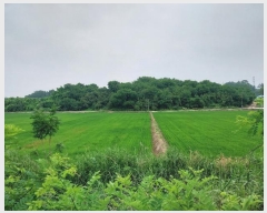  2024Ÿ��36058 ��� ��õ�� �ι��� ���̸� 244-44      ����(�Ӿ�)���