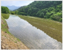  2024Ÿ��34878 ��� ���� �ܿ��� ������ 511-1      ����(��)���