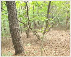  2024Ÿ��39064 ��� ���� �빮�� ������ ��55-15      ����(�Ӿ�)���