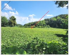  2024Ÿ4310  ֽ õ ٴ븮 55-2      (1)