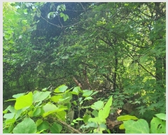  2024Ÿ��38528  ����