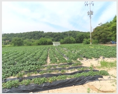  2024Ÿ��3584 ��� ���ֽ� ��Ÿ� õ���� 255-1      ���ð��