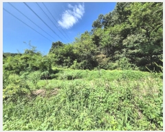  2024Ÿ38535    θ 44      (Ӿ)