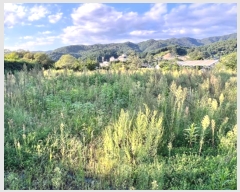  2024Ÿ��4907 ��� ���� �ܿ��� ������ 135      ����(��1)���