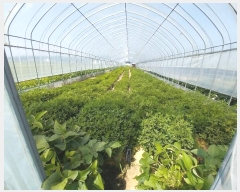  2024Ÿ��37983 ��� ���ֽ� �ϳ��� ������ 520      ����(��)���