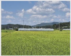  2024Ÿ��37983 ��� ���ֽ� �ϳ��� ������ 520      ����(��)���