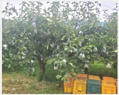  2024Ÿ��38085 ��� ���� �빮�� ������ 455-6      ����(��1)���