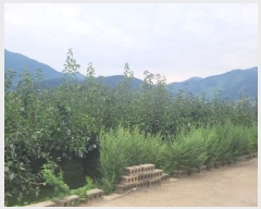  2024Ÿ��38085 ��� ���� �빮�� ������ 455-6      ����(��1)���