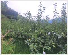  2024Ÿ��38085 ��� ���� �빮�� ������ 455-6      ����(��1)���