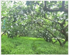  2024Ÿ��38085 ��� ���� �빮�� ������ 455-6      ����(��1)���