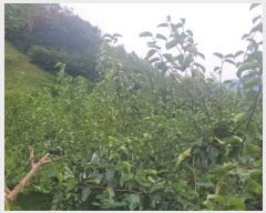  2024Ÿ��38085 ��� ���� �빮�� ������ 455-6      ����(��1)���