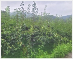  2024Ÿ��38085 ��� ���� �빮�� ������ 455-6      ����(��1)���