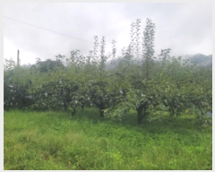  2024Ÿ��38085 ��� ���� �빮�� ������ 455-6      ����(��1)���