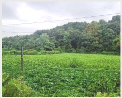  2024Ÿ��3911  ����