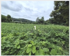  2024Ÿ��3911  ����