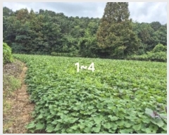  2024Ÿ��3911  ����