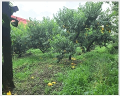  2024Ÿ��38009 ��� ��õ�� �ι��� �ƹ̸� 1-15      ����(��1)���