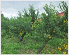  2024Ÿ��38009 ��� ��õ�� �ι��� �ƹ̸� 1-15      ����(��1)���