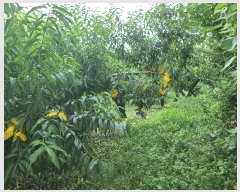  2024Ÿ��38009 ��� ��õ�� �ι��� �ƹ̸� 1-15      ����(��1)���