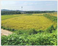  2024Ÿ��51234 ��� ���ý� û���� �ѻ긮 420      ����(��)���