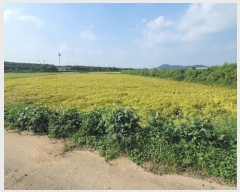  2024Ÿ��51234 ��� ���ý� û���� �ѻ긮 420      ����(��)���