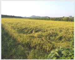  2024Ÿ��51234 ��� ���ý� û���� �ѻ긮 420      ����(��)���