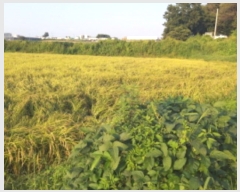  2024Ÿ��51234 ��� ���ý� û���� �ѻ긮 420      ����(��)���