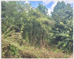  2024Ÿ��51715 ��� �ȼ��� ���׸� ���� 245-4      ����(�Ӿ�)���