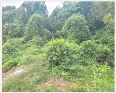  2024Ÿ��51715 ��� �ȼ��� ���׸� ���� 245-4      ����(�Ӿ�)���