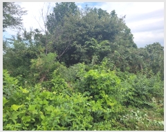  2024Ÿ��51715 ��� �ȼ��� ���׸� ���� 245-4      ����(�Ӿ�)���