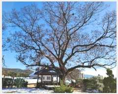  2024Ÿ��54905 ��� �ȼ��� ��յ� 353       ���ð��