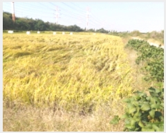  2024Ÿ4351  ý ؼ θ 130-1      ()