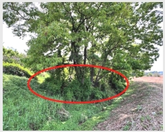  2024Ÿ��45390 ��� ���ý� ������ �� 31      ����(��)���