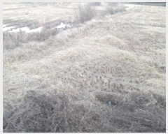  2024Ÿ54226  ý  ߸ 98      ()