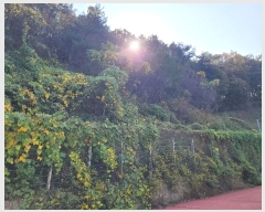  2024Ÿ��4726 ��� �ȼ��� ����� ������ 450-3      ����(��)���